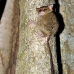 monkey_tarsier_eastern_tangkoko_v_0077_sul1250.jpg